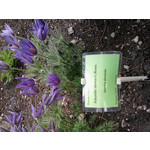 Zdjęcia użytkowników Samsung Galaxy mini 2