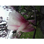 Zdjęcia użytkowników Samsung Galaxy mini 2