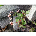 Zdjęcia użytkowników Samsung Galaxy mini 2