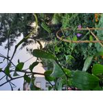 Zdjęcia użytkowników Samsung Galaxy Note 10+