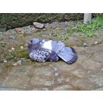 Zdjęcia użytkowników Samsung Galaxy Note 20 Ultra