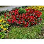 Zdjęcia użytkowników Samsung Galaxy Note 20 Ultra