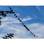 Zdjęcia użytkowników Samsung Galaxy Note 20 Ultra