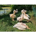 Zdjęcia użytkowników Samsung Galaxy Note 20 Ultra