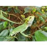 Zdjęcia użytkowników Samsung Galaxy Note 20 Ultra