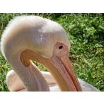 Zdjęcia użytkowników Samsung Galaxy Note 20 Ultra