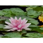 Zdjęcia użytkowników Samsung Galaxy Note 20 Ultra