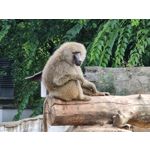 Zdjęcia użytkowników Samsung Galaxy Note 20 Ultra