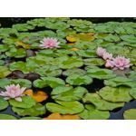 Zdjęcia użytkowników Samsung Galaxy Note 20 Ultra