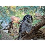 Zdjęcia użytkowników Samsung Galaxy Note 20 Ultra