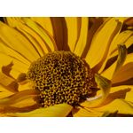 Zdjęcia użytkowników Samsung Galaxy Note 20 Ultra