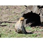 Zdjęcia użytkowników Samsung Galaxy Note 20 Ultra