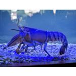 Zdjęcia użytkowników Samsung Galaxy Note 20 Ultra