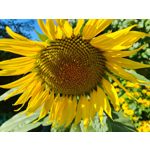 Zdjęcia użytkowników Samsung Galaxy Note 20 Ultra