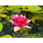 Zdjęcia użytkowników Samsung Galaxy Note 20 Ultra