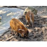 Zdjęcia użytkowników Samsung Galaxy Note 20 Ultra