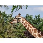 Zdjęcia użytkowników Samsung Galaxy Note 20 Ultra