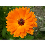 Zdjęcia użytkowników Samsung Galaxy Note 3 Neo LTE+