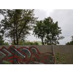 Zdjęcia użytkowników Samsung Galaxy Note 8 Dual SIM