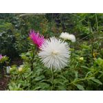 Zdjęcia użytkowników Samsung Galaxy Note 8 Dual SIM