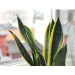 Zdjęcia użytkowników Samsung Galaxy Note 8 Dual SIM