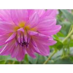 Zdjęcia użytkowników Samsung Galaxy Note 8 Dual SIM