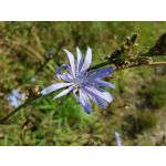 Zdjęcia użytkowników Samsung Galaxy Note 8 Dual SIM