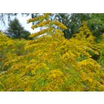 Zdjęcia użytkowników Samsung Galaxy Note 8 Dual SIM