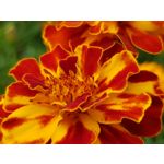 Zdjęcia użytkowników Samsung Galaxy Note 8