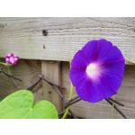 Zdjęcia użytkowników Samsung Galaxy Note 8