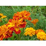 Zdjęcia użytkowników Samsung Galaxy Note 8