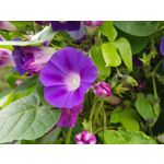 Zdjęcia użytkowników Samsung Galaxy Note 8