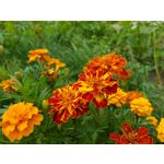 Zdjęcia użytkowników Samsung Galaxy Note 8