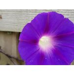 Zdjęcia użytkowników Samsung Galaxy Note 8