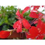 Zdjęcia użytkowników Samsung Galaxy Note 8