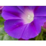 Zdjęcia użytkowników Samsung Galaxy Note 8