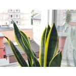 Zdjęcia użytkowników Samsung Galaxy Note 8