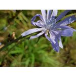 Zdjęcia użytkowników Samsung Galaxy Note 8