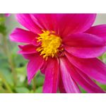 Zdjęcia użytkowników Samsung Galaxy Note 8