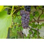 Zdjęcia użytkowników Samsung Galaxy Note 8