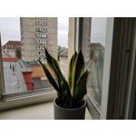 Zdjęcia użytkowników Samsung Galaxy Note 8