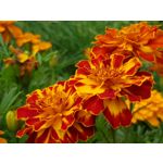 Zdjęcia użytkowników Samsung Galaxy Note 8