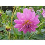 Zdjęcia użytkowników Samsung Galaxy Note 8