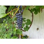 Zdjęcia użytkowników Samsung Galaxy Note 9 Dual SIM