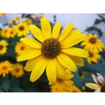 Zdjęcia użytkowników Samsung Galaxy Note 9 Dual SIM