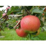 Zdjęcia użytkowników Samsung Galaxy Note 9 Dual SIM