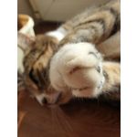 Zdjęcia użytkowników Samsung Galaxy Note 9 Dual SIM