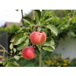 Zdjęcia użytkowników Samsung Galaxy Note 9 Dual SIM