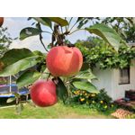 Zdjęcia użytkowników Samsung Galaxy Note 9 Dual SIM