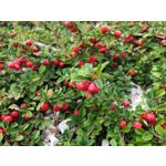 Zdjęcia użytkowników Samsung Galaxy Note 9 Dual SIM